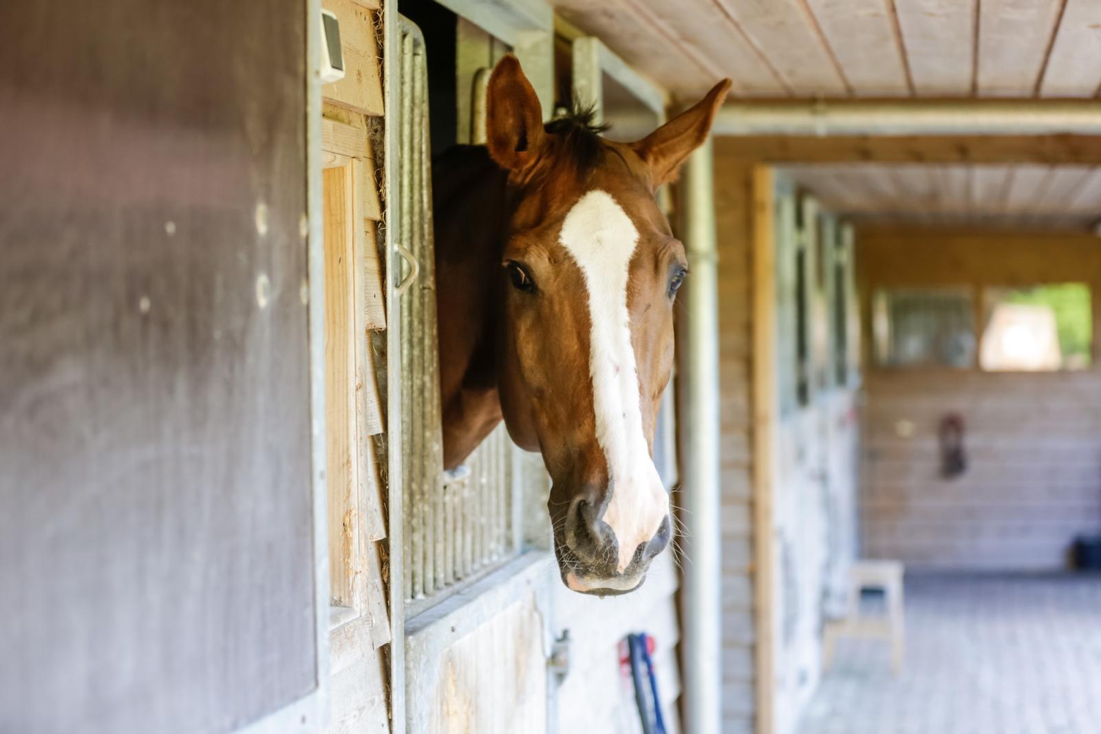 Hotel Landgoed Het Roode Koper - Paarden